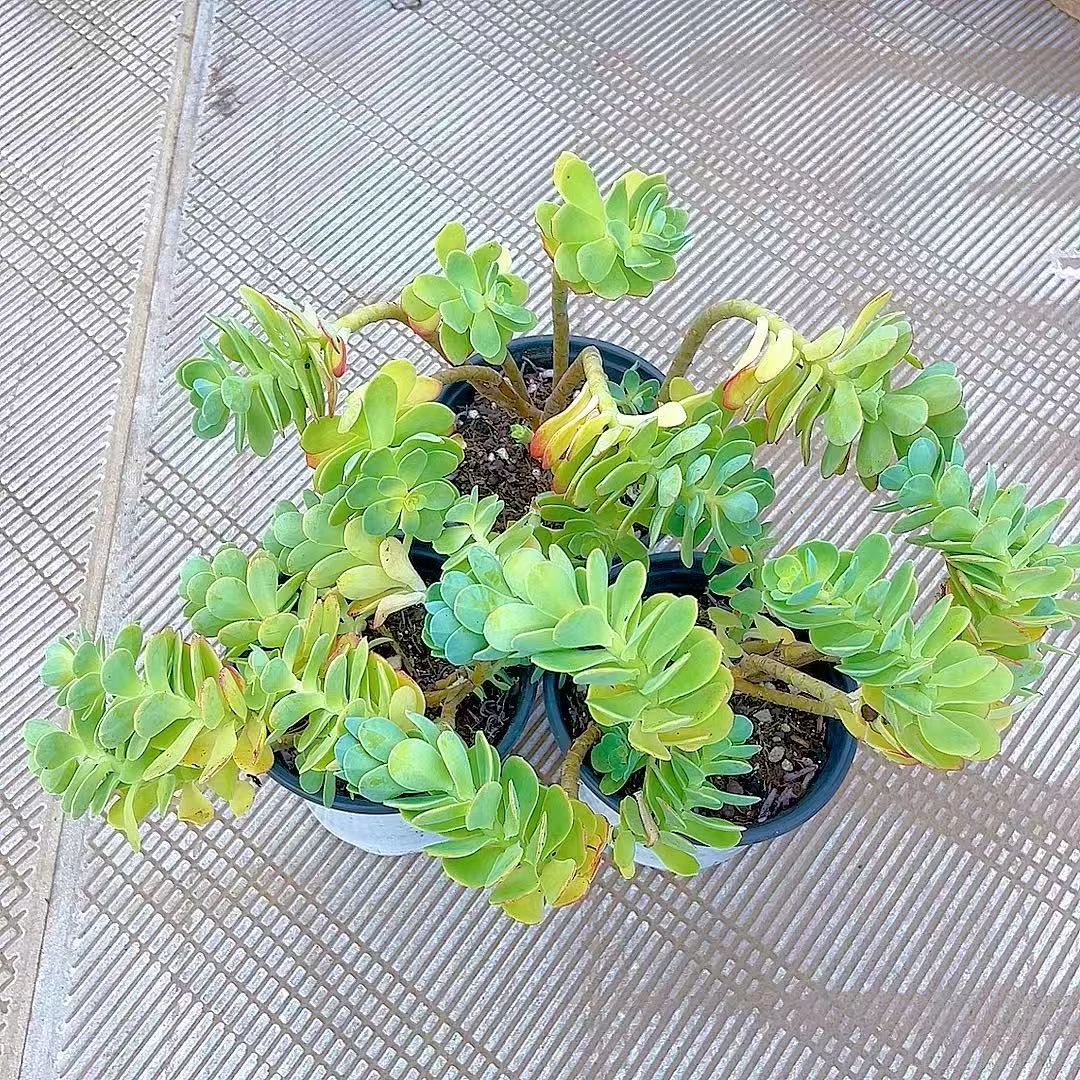 【圆叶薄化妆】黄大锤多肉阳台露台植物栽种养护