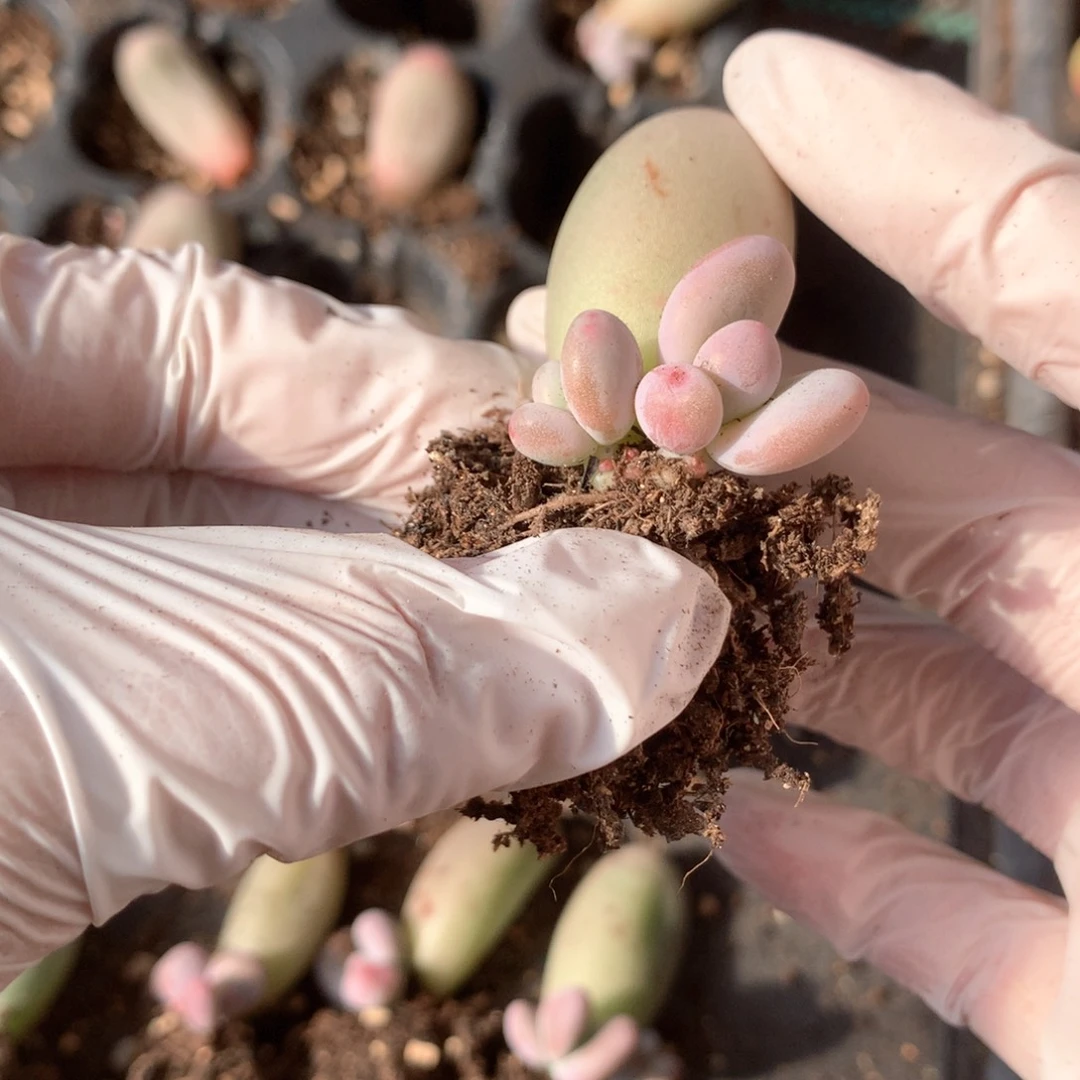 正版韩国米可叶插苗