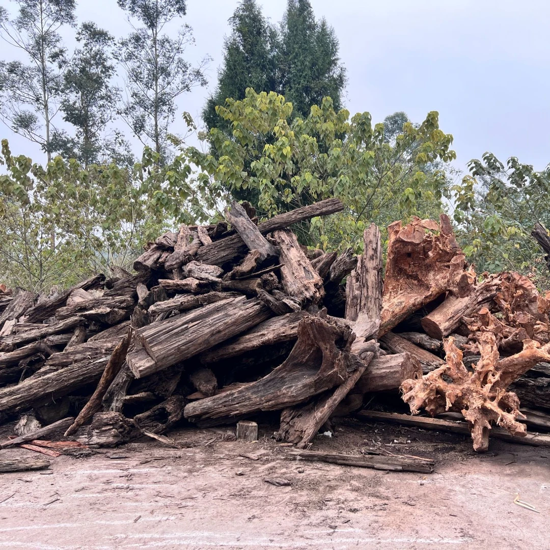 小叶桢楠金丝楠木原材料专属链接（以直播间截图为准、一物一拍）