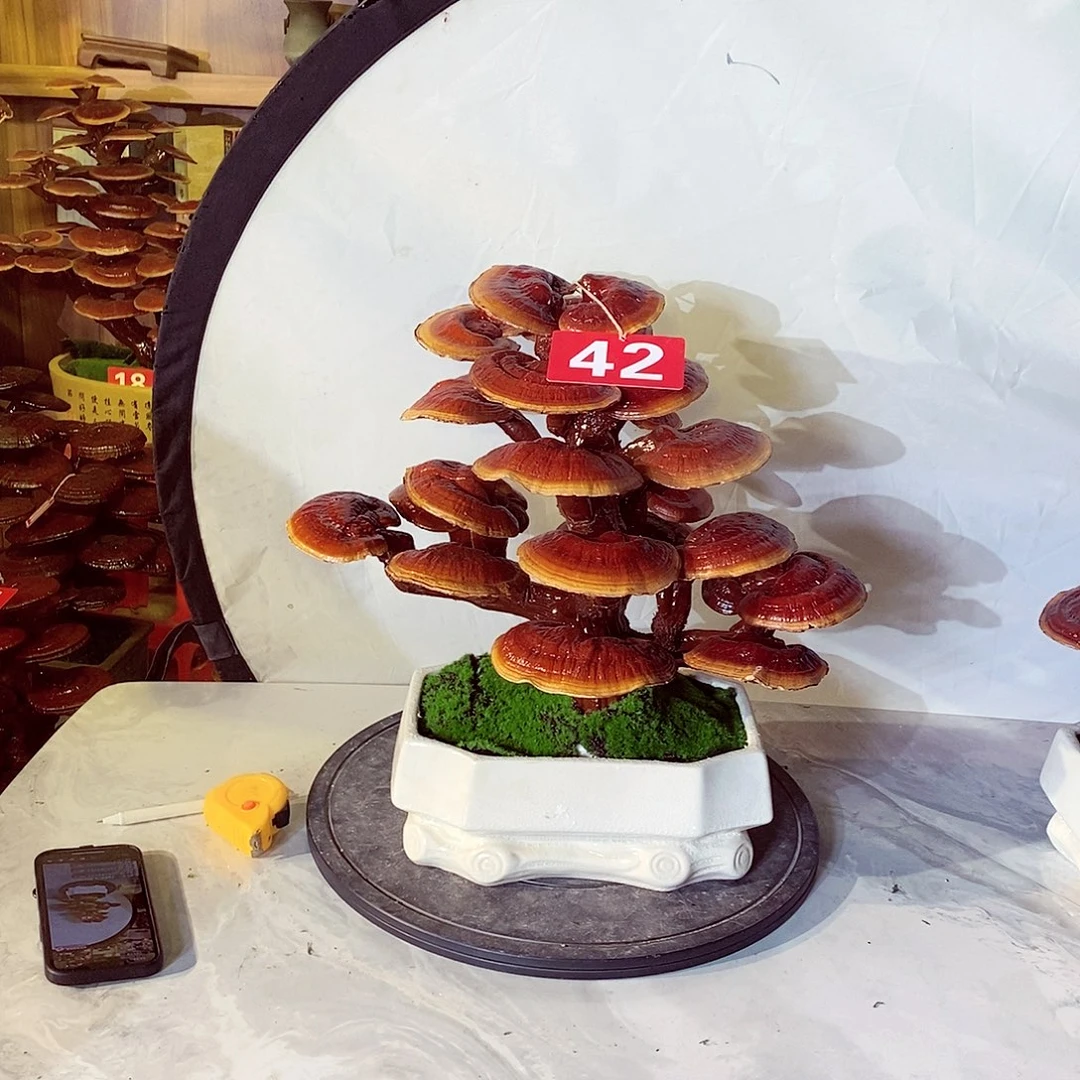 专****无花朵发财树发财树发财树