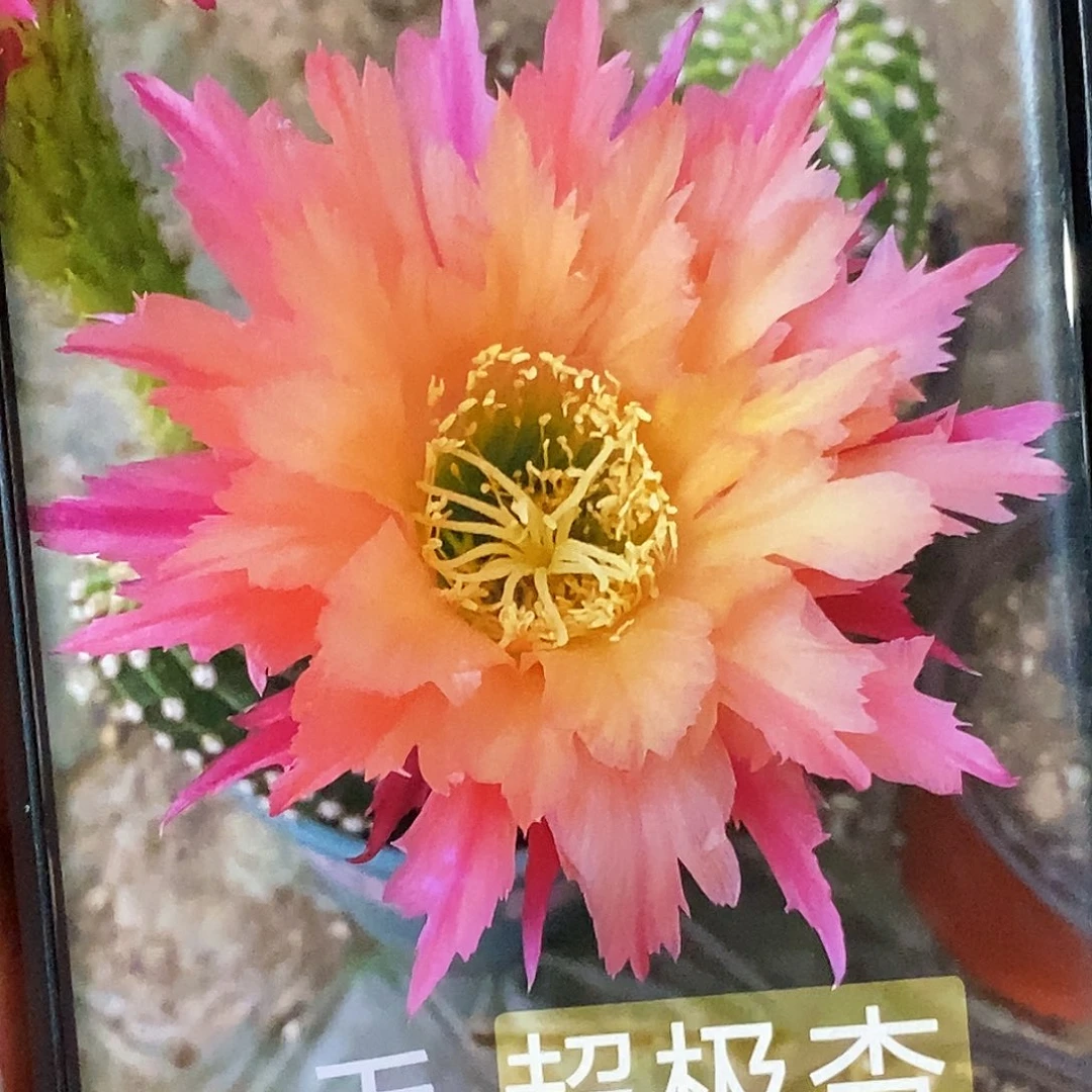 毛 超级杏侧芽歪20包邮/6公分高