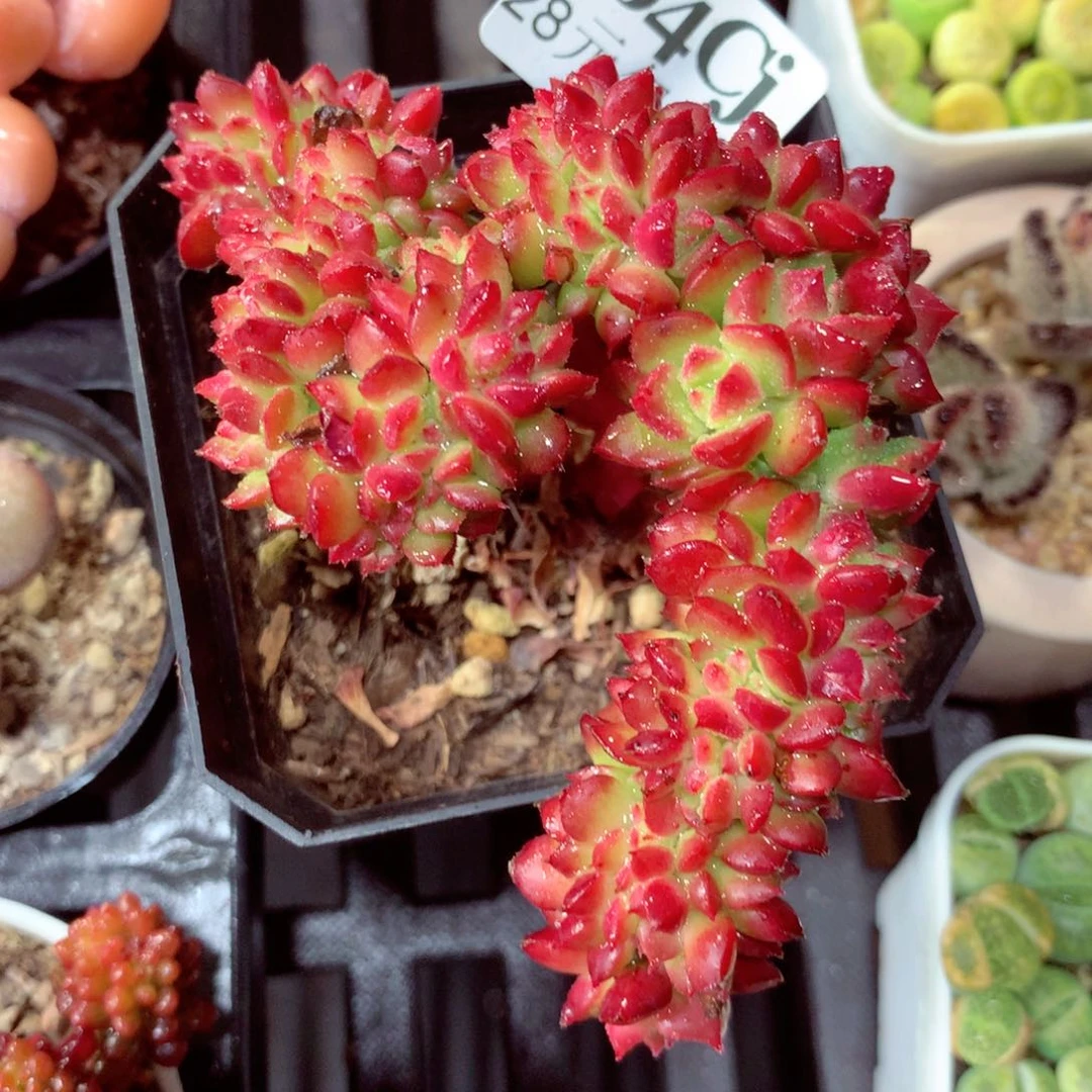 5厘米盆精控多肉704