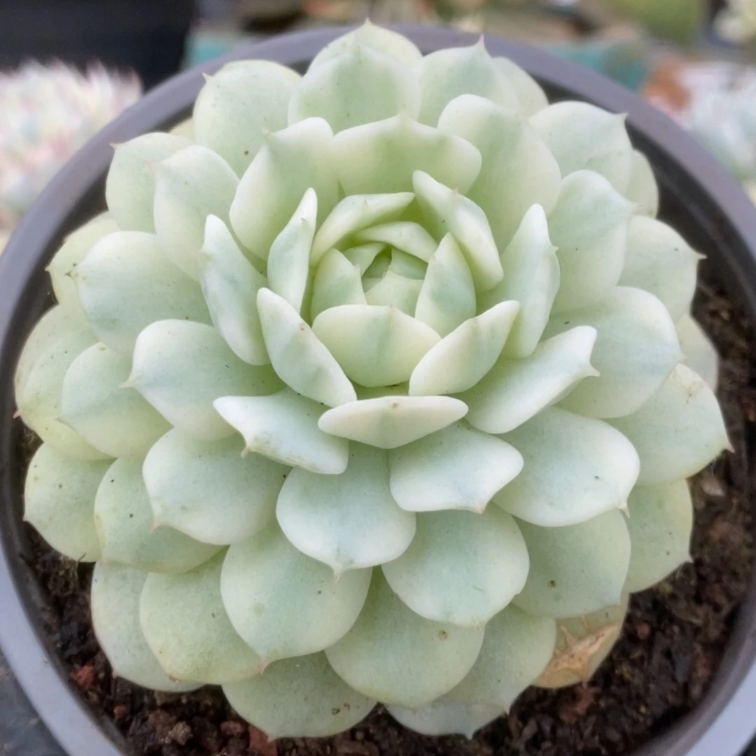 273静夜锦锦锦锦锦锦锦