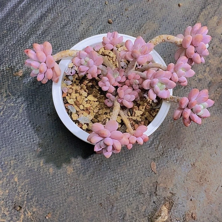 蘭***杂交多肉植物老桩
