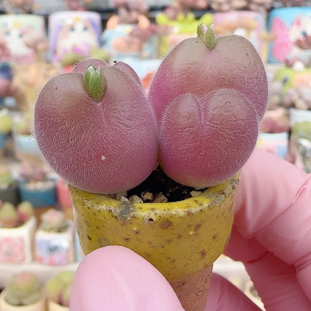 粉红毛翠 盆口2.5cm