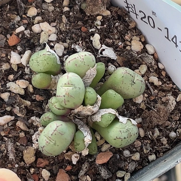 20-141肉锥多肉植物