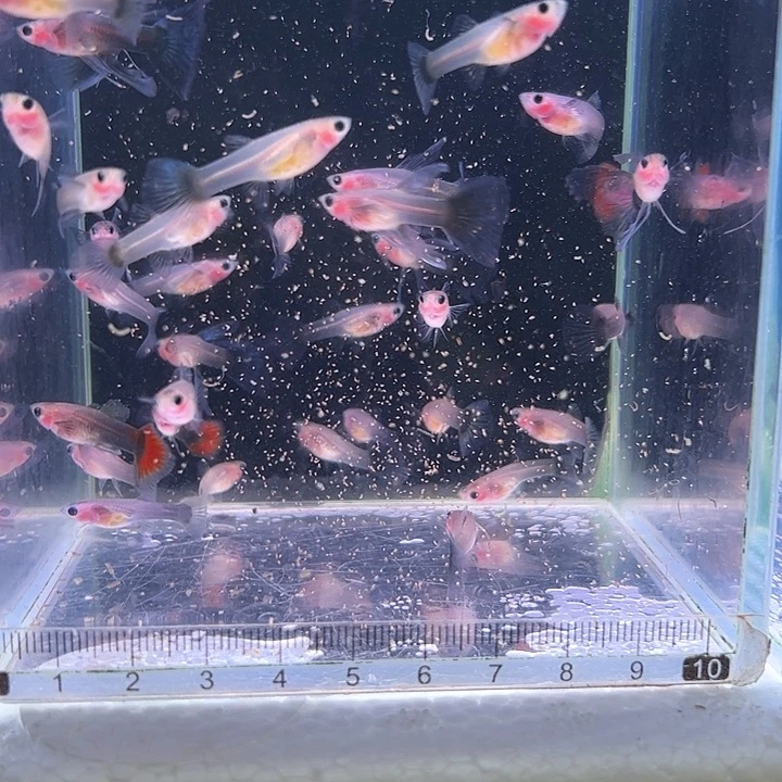 孔雀鱼蓝礼服玻璃猫20条公母随机