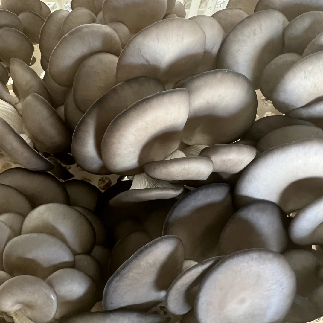 [兵书记推荐]新鲜平菇现摘现发（JD包邮）