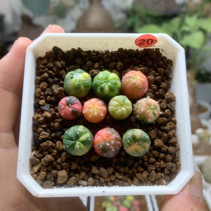 小兜锦10颗实生带盆1cm