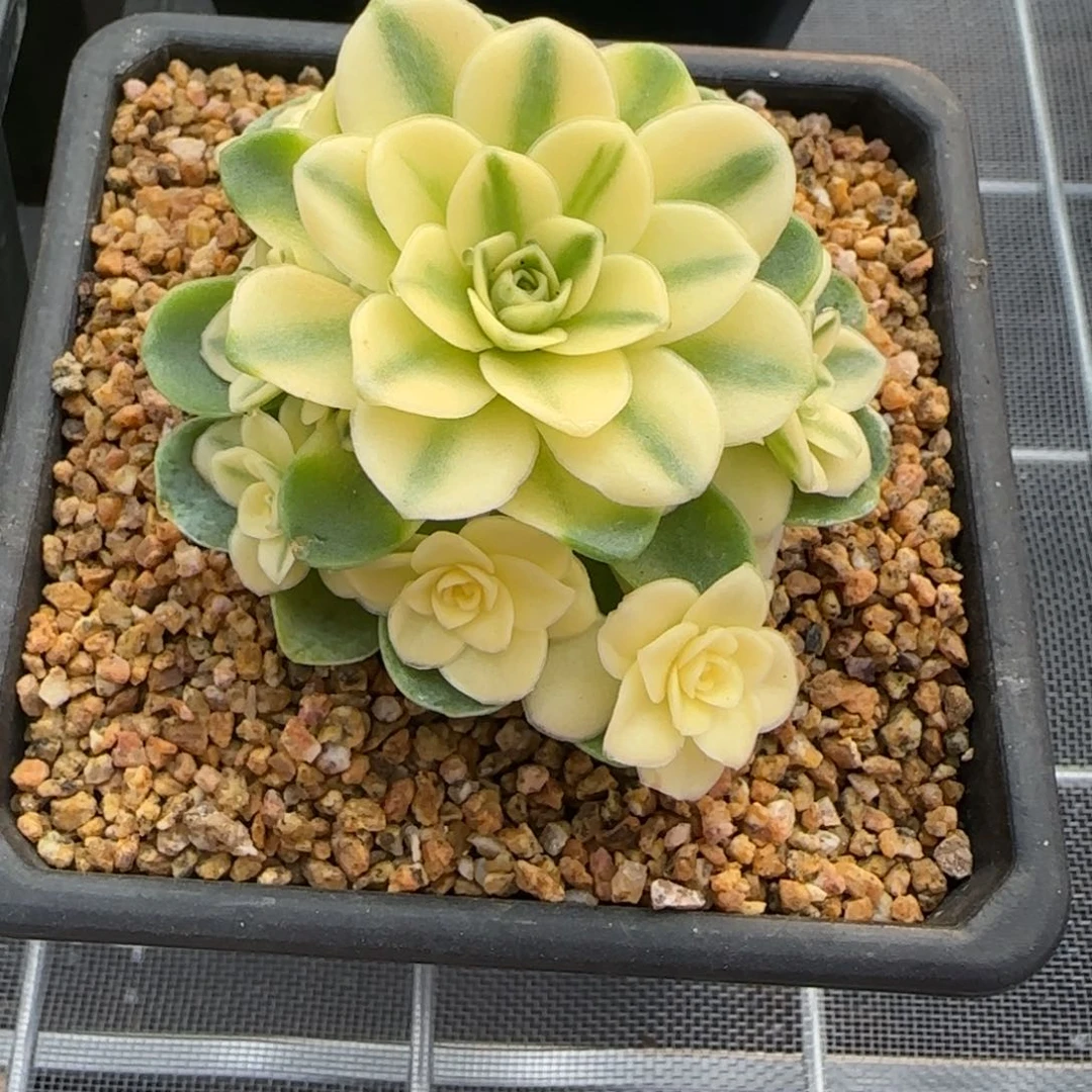 从前慢花园精选多肉猫眼玫瑰锦