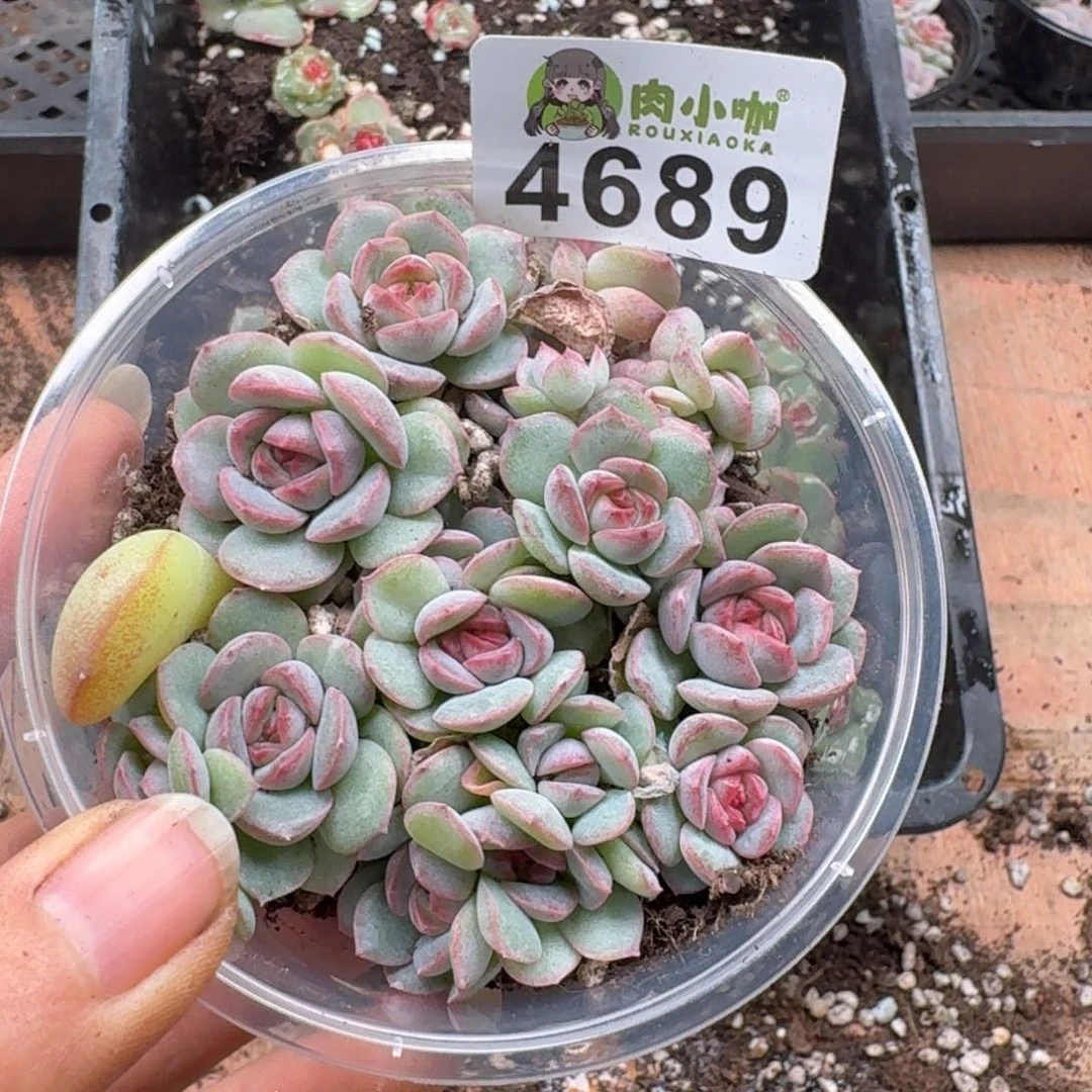 多肉植物多肉植物