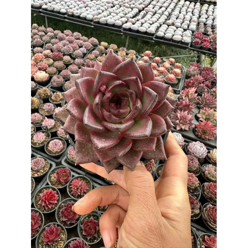 12#包拯多肉植物  前男友精品多肉sm738