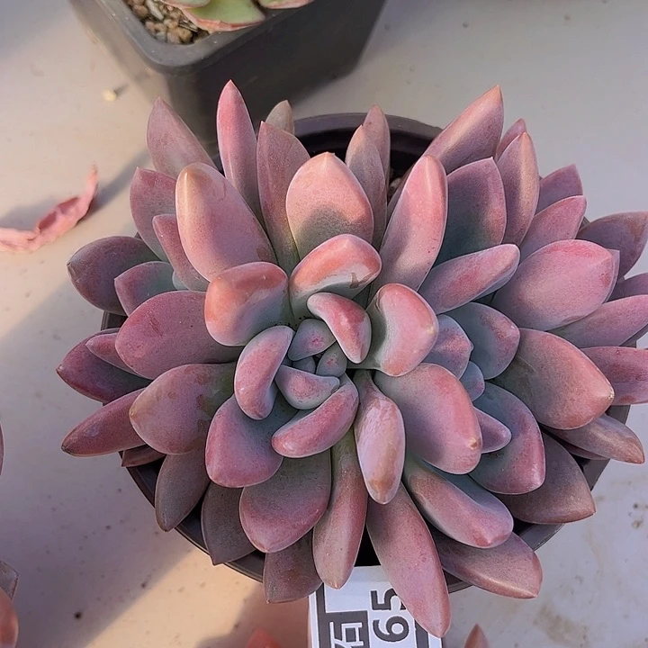 奥普27165多肉植物