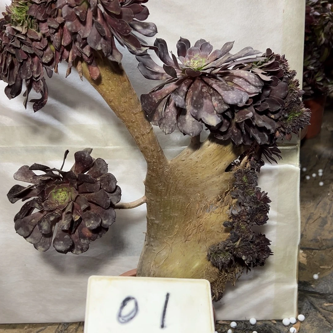 多肉植物铜壶一体化01