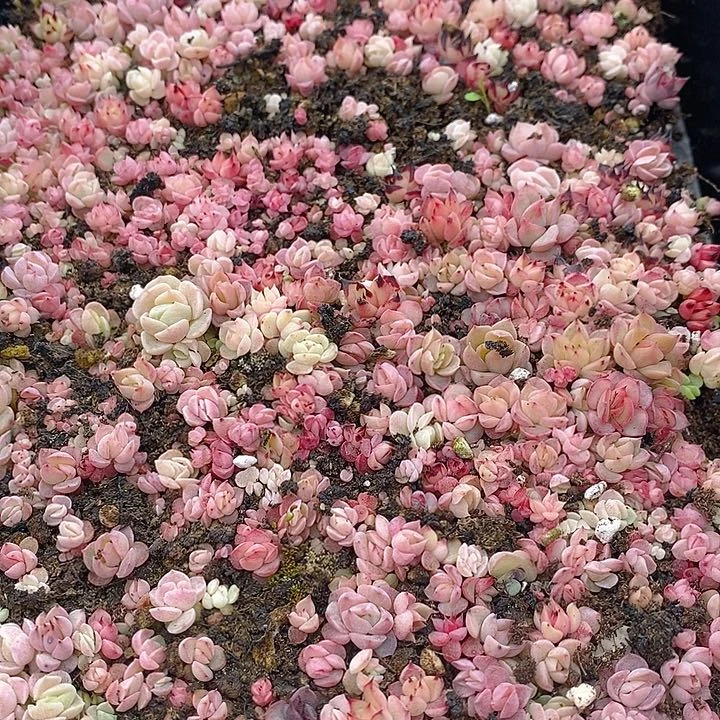 58 多肉植物盆栽花卉植物