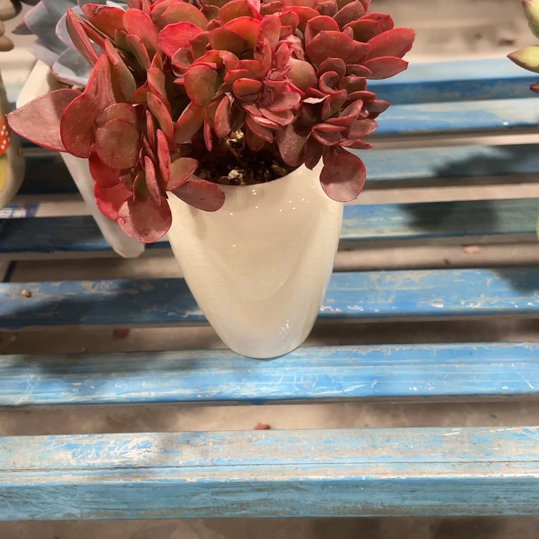 帕比玫瑰缀化带盆子快递
