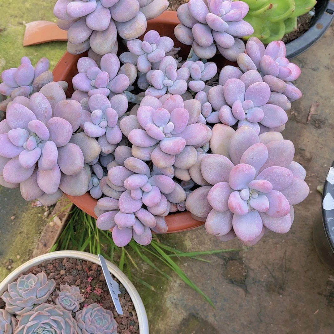 红陶落**安多肉植物保护植物