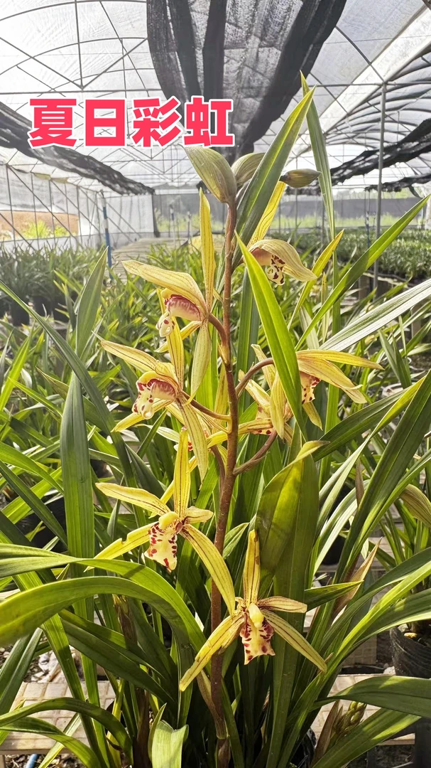 建兰茗品【夏日彩虹】新品/8苗起/浓香好养室内阳台绿植兰花盆栽