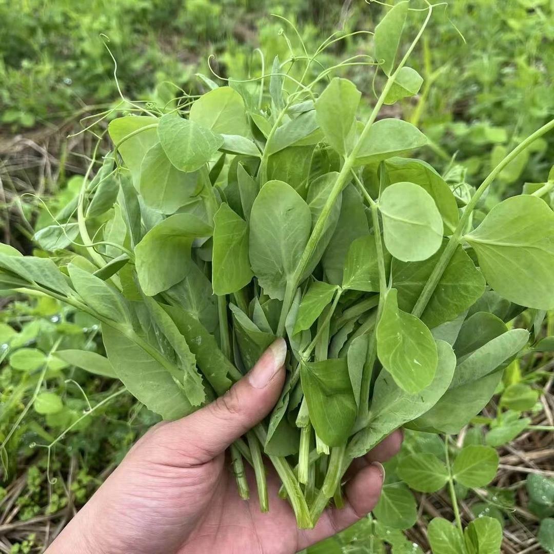 四川新鲜疏菜豌豆尖农家自种豌豆苗龙须菜火锅煮汤时令生鲜豌豆尖