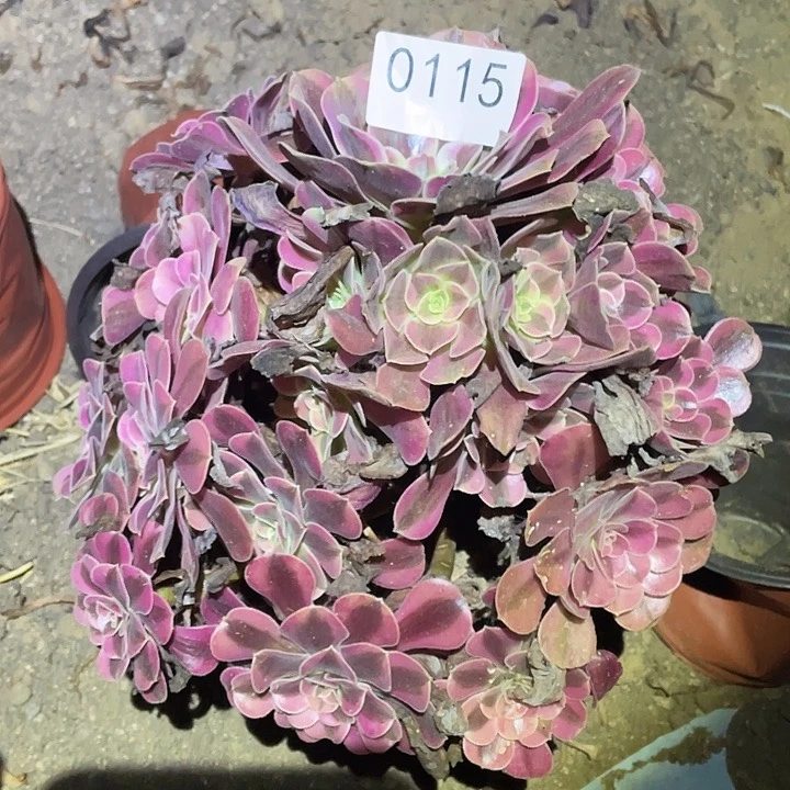 多肉植物法师115美杜莎