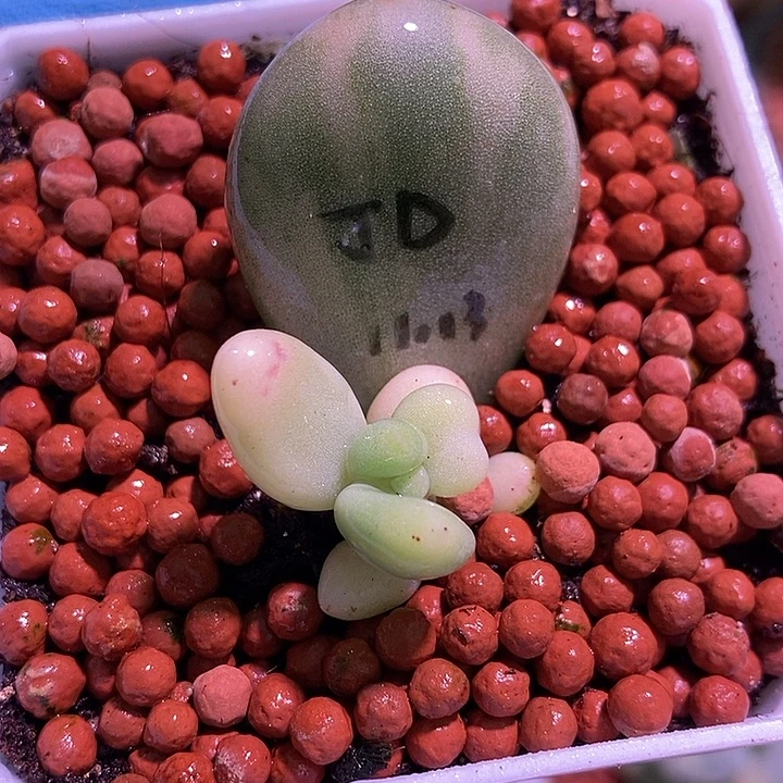 黄金鸡蛋大叶奶酪锦多肉