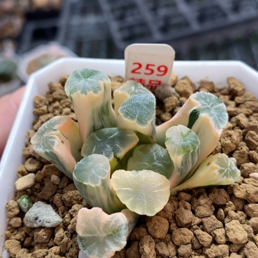 259糊斑万象十二卷