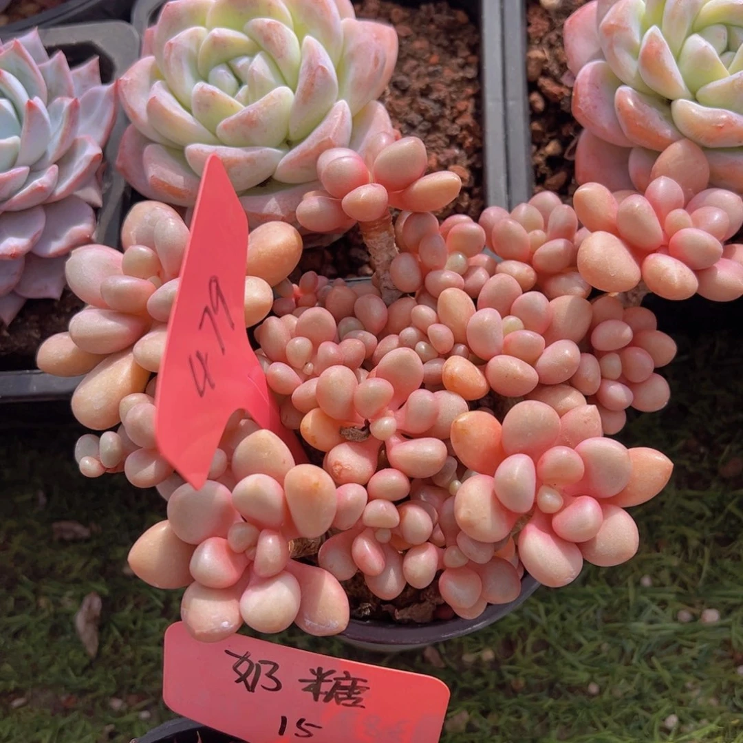 香玉的故事是一个人的