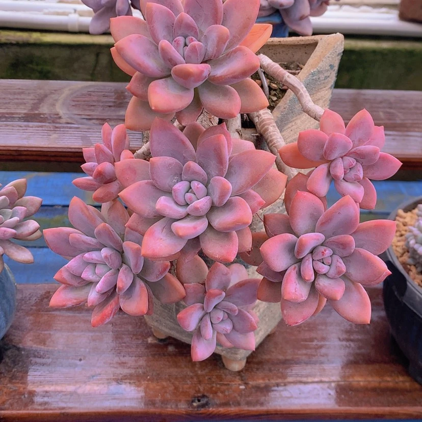 【闪购商品】彩虹奥普