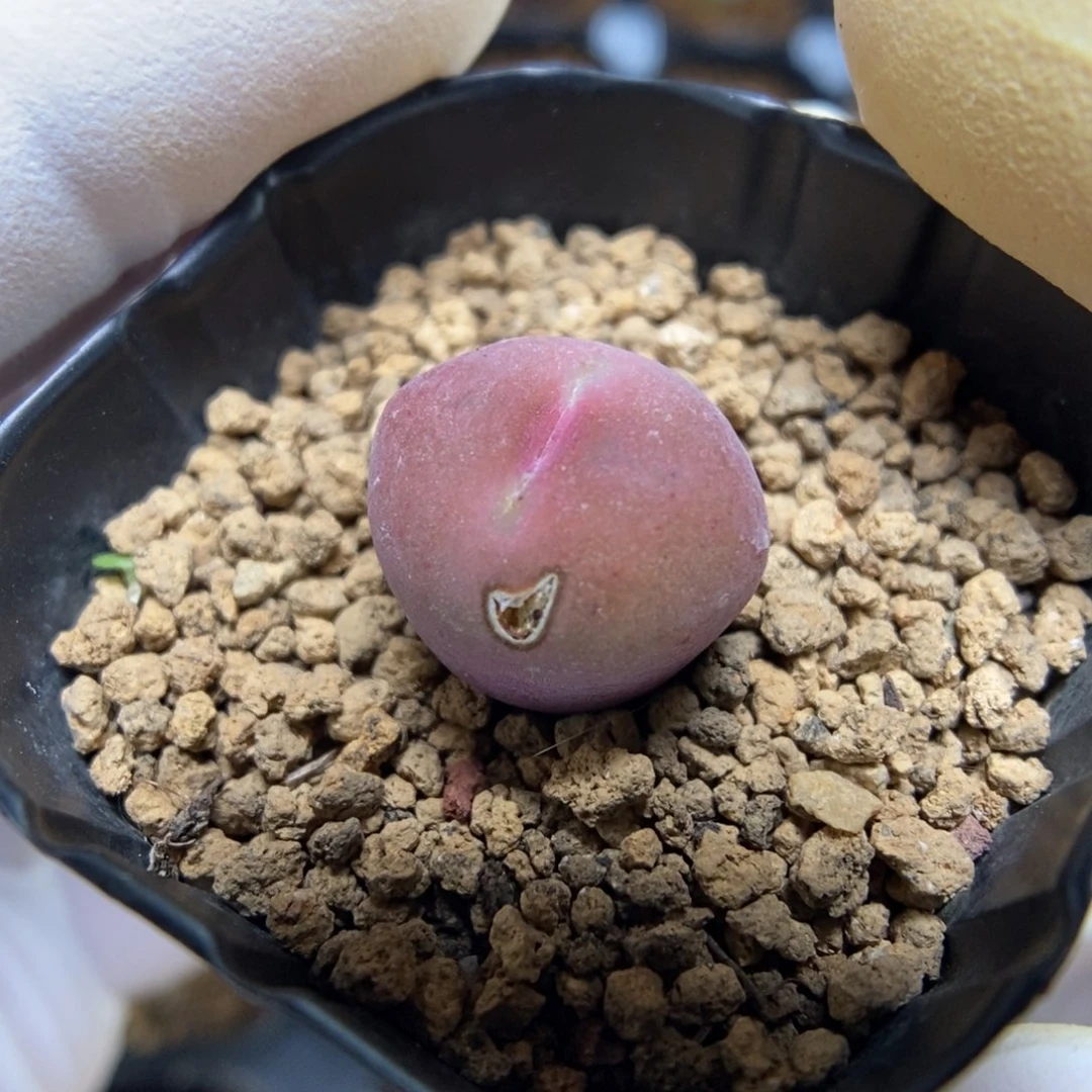 多肉植物肉锥杂交K-064