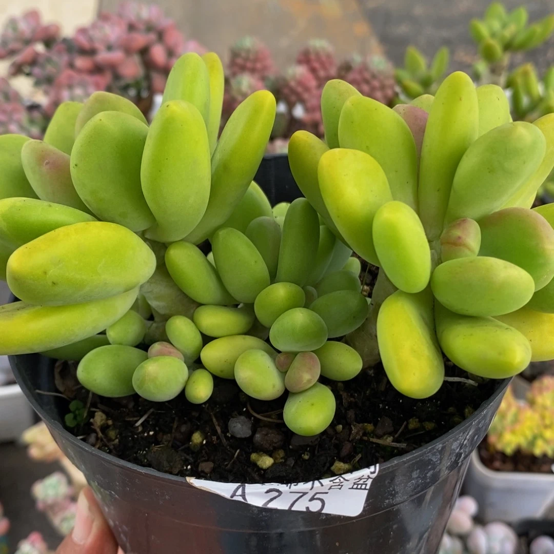 4275芒果奶13cm多肉