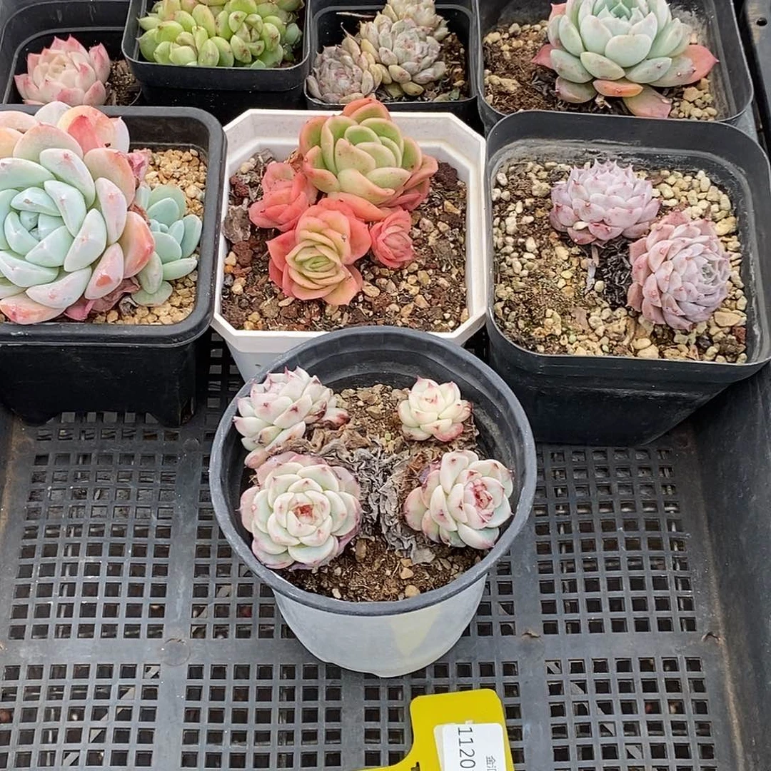 1120118筐拍福利不售后