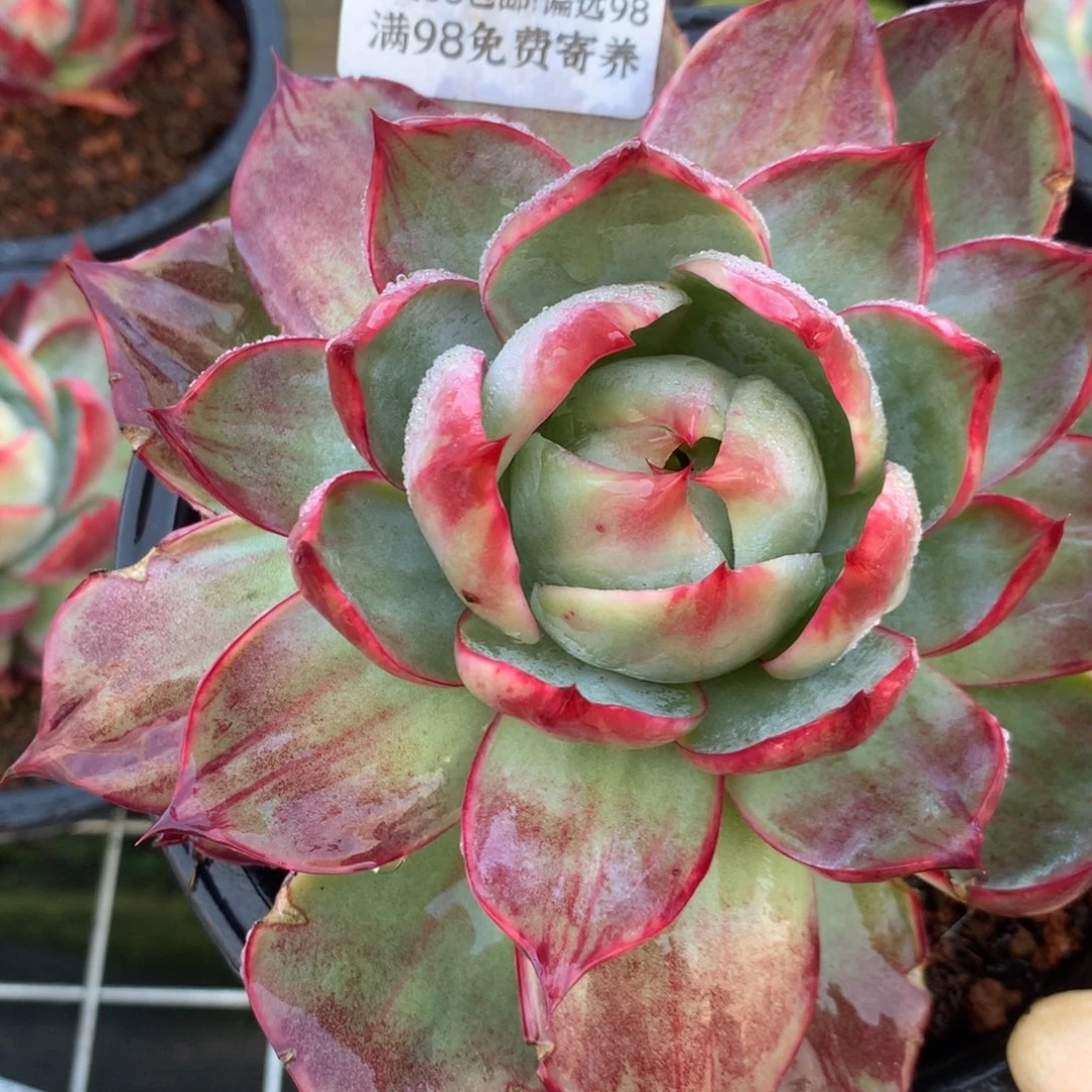 2690号多肉植物，14