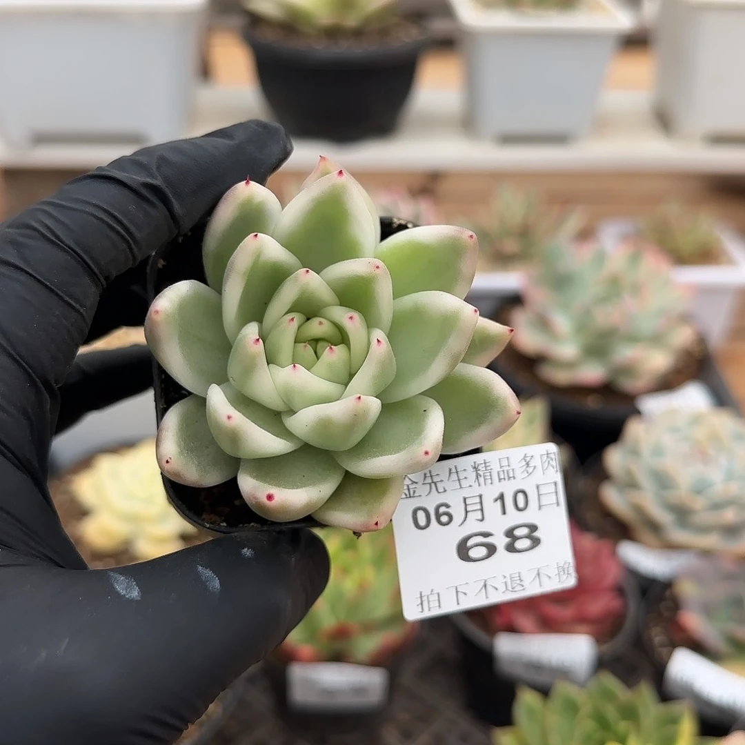 0610-68雪白锦单头