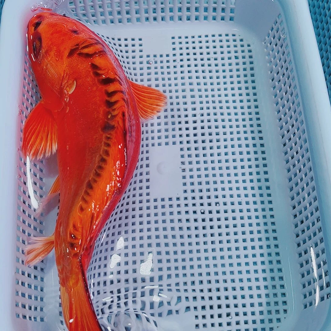 锦鲤锦鲤冷水观赏鱼125