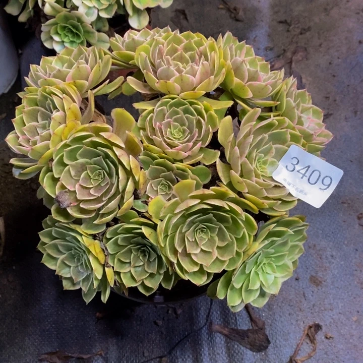 粉花妖多肉断头不包3409