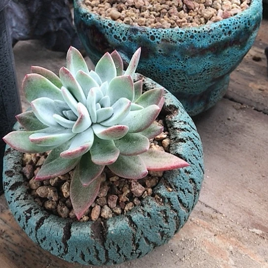 苹果叶仙女棒仙女棒