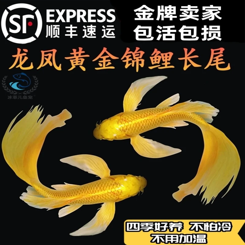 纯种黄金龙凤锦鲤长尾活体观赏鱼风水鱼淡水冷水鱼好养耐活鱼苗
