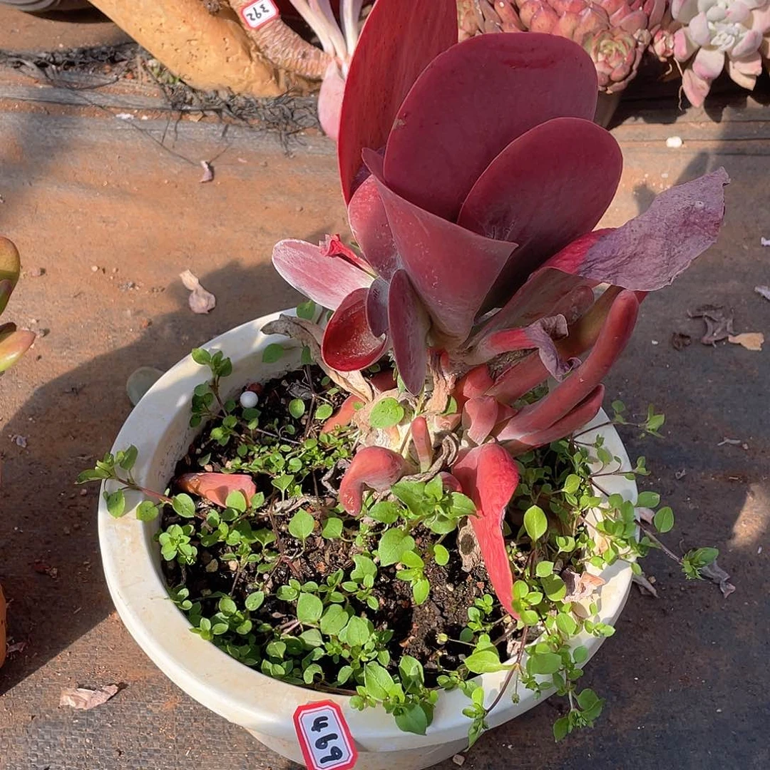 469唐寅 一物一拍多肉