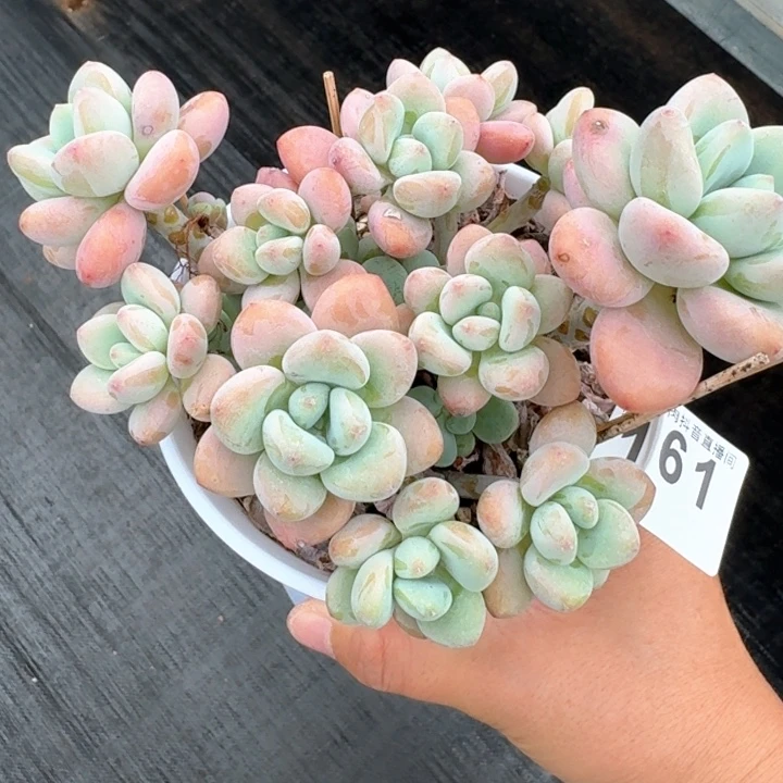 香水洛神            多肉植物