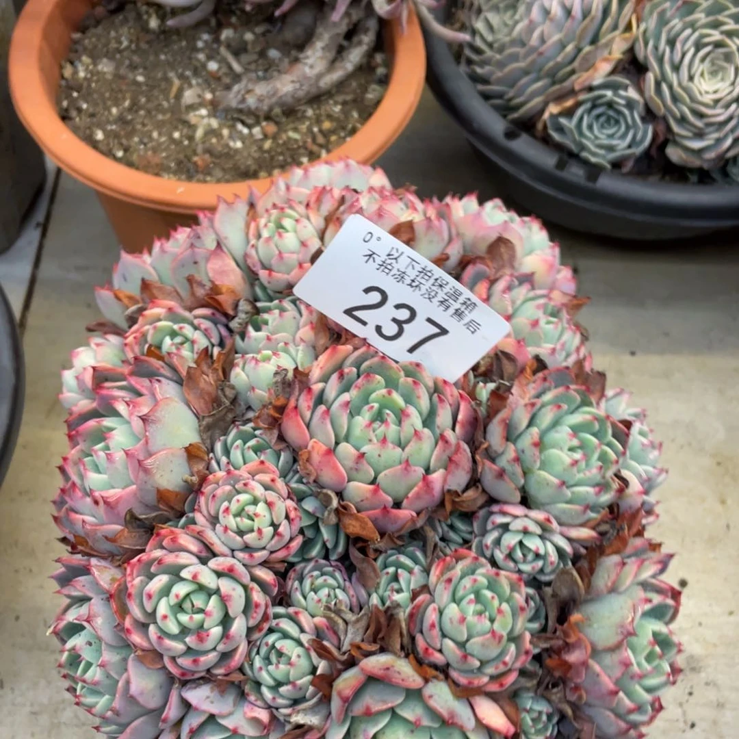 黑大帅多肉237娜娜