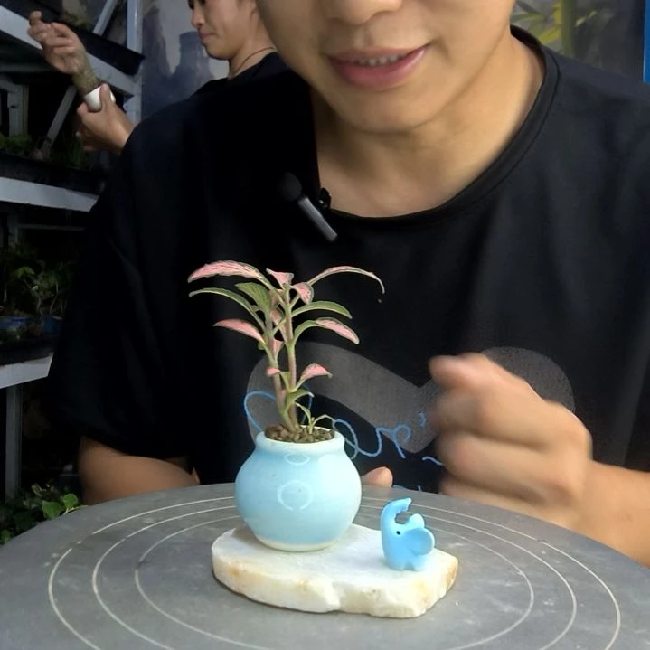 锐**锐中青园艺一物一拍175