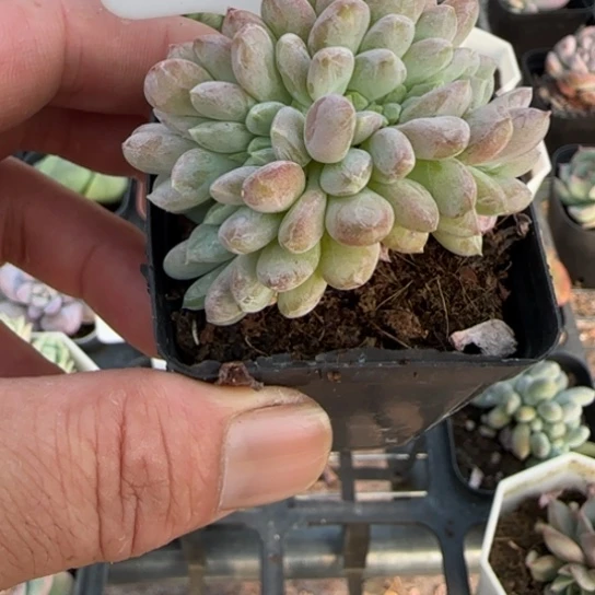 555粉珍妮缀一物一拍多肉