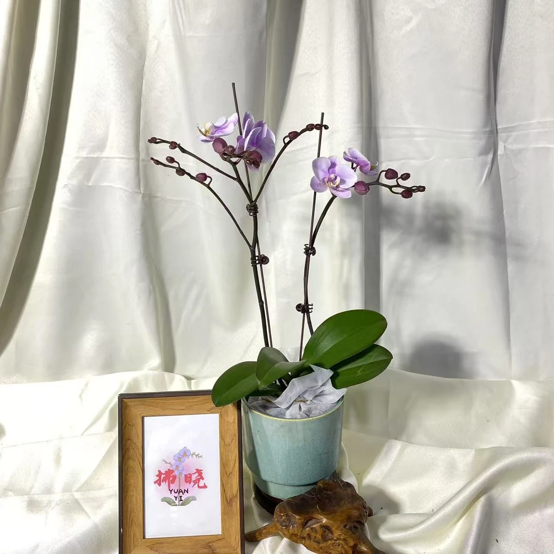 拂晓蝴蝶兰（罗斯基勒双剑带花带花苞）开花珠发货