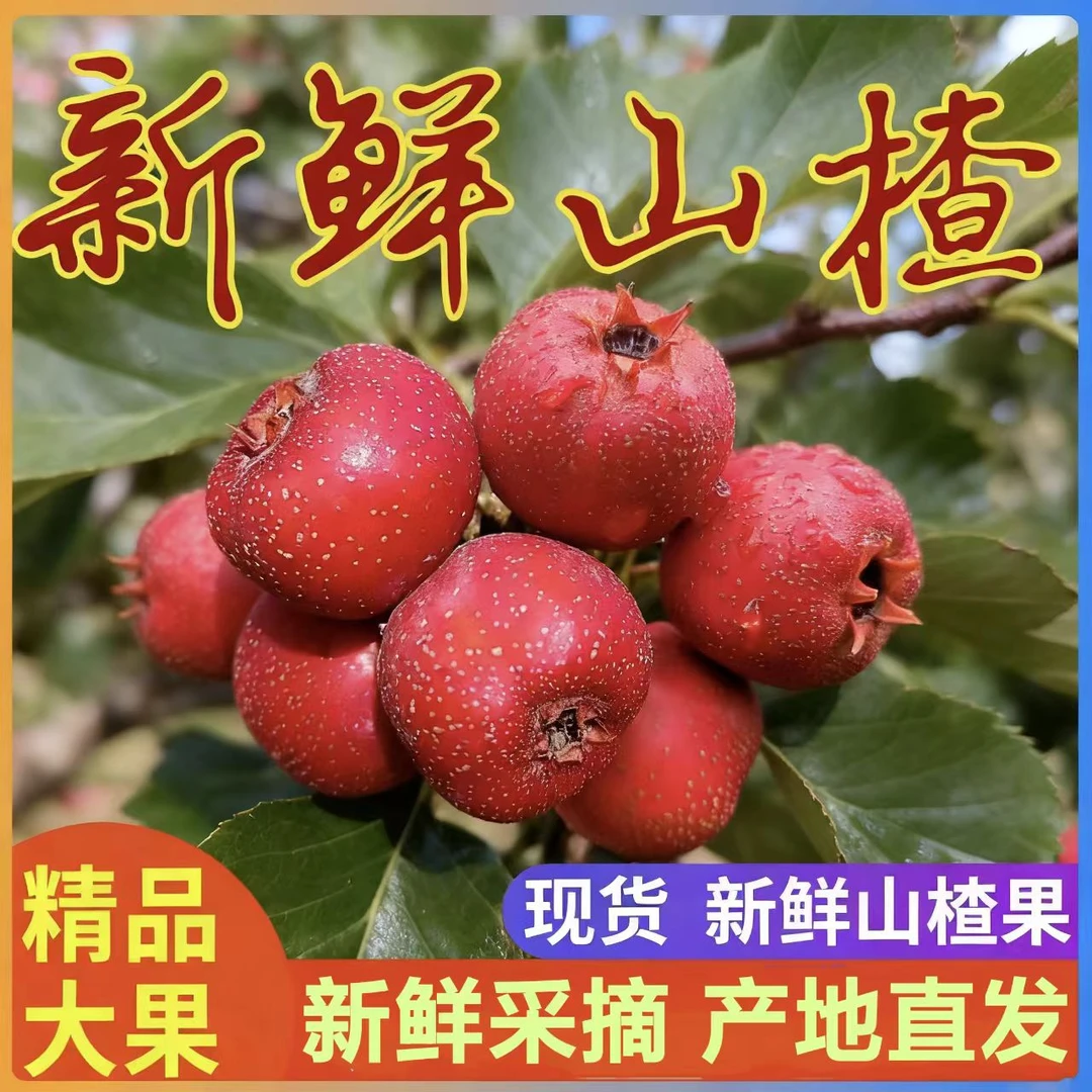 新鲜山楂果天然精选大果自然成熟山里红水果糖葫芦农家现摘一整箱