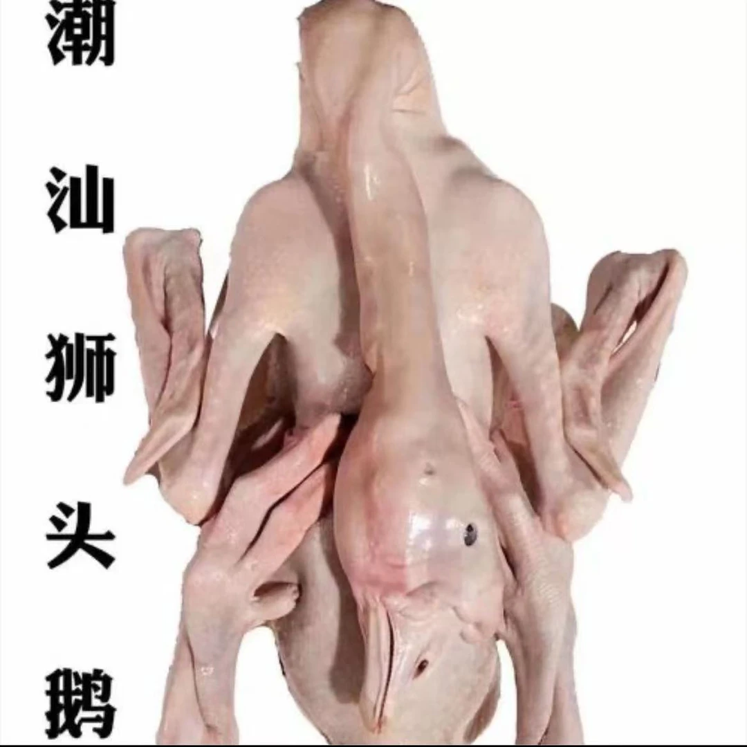 生鲜现杀狮头鹅全鹅带掌翅内脏潮汕特产整只可用于卤水烹饪大鹅