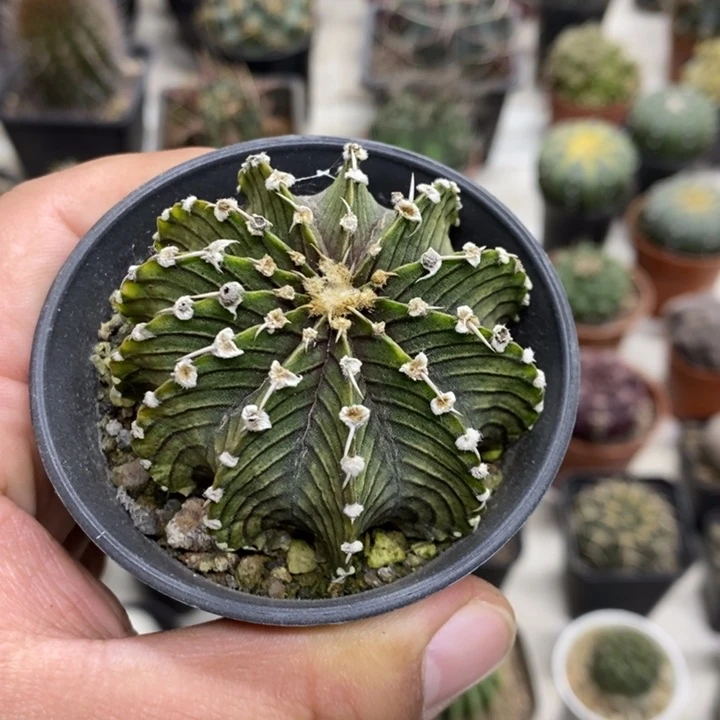 实生肋骨12冷特价