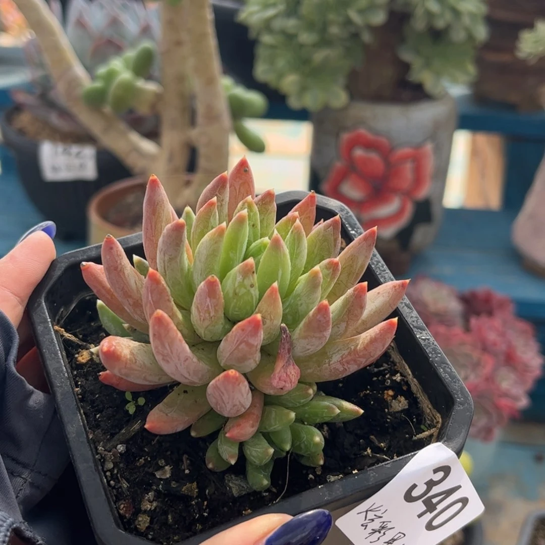 一物一拍：炫彩星340