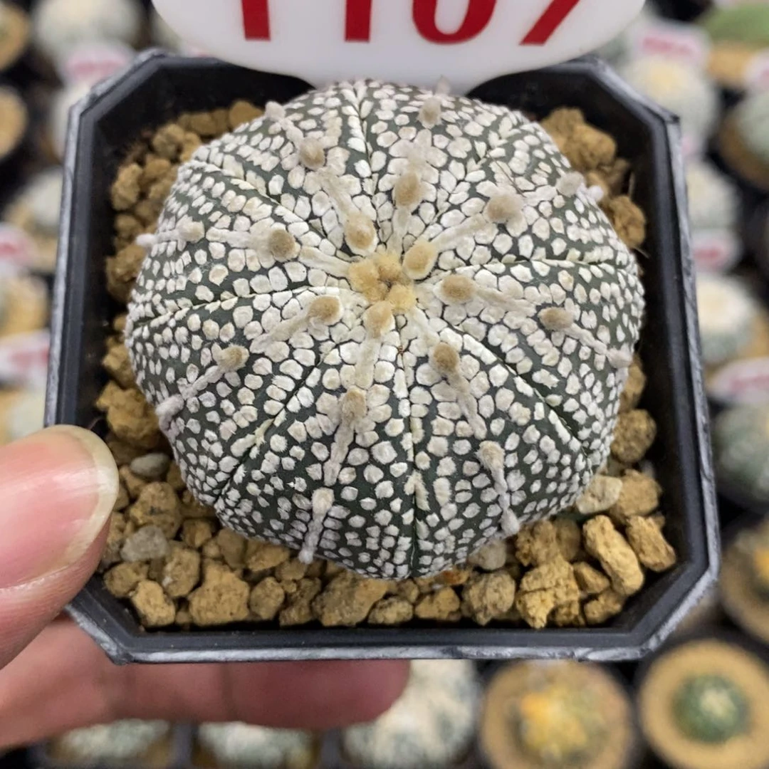 1107海星古田贝奇迹兜