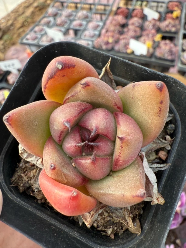 不满9.9多肉植物的运费