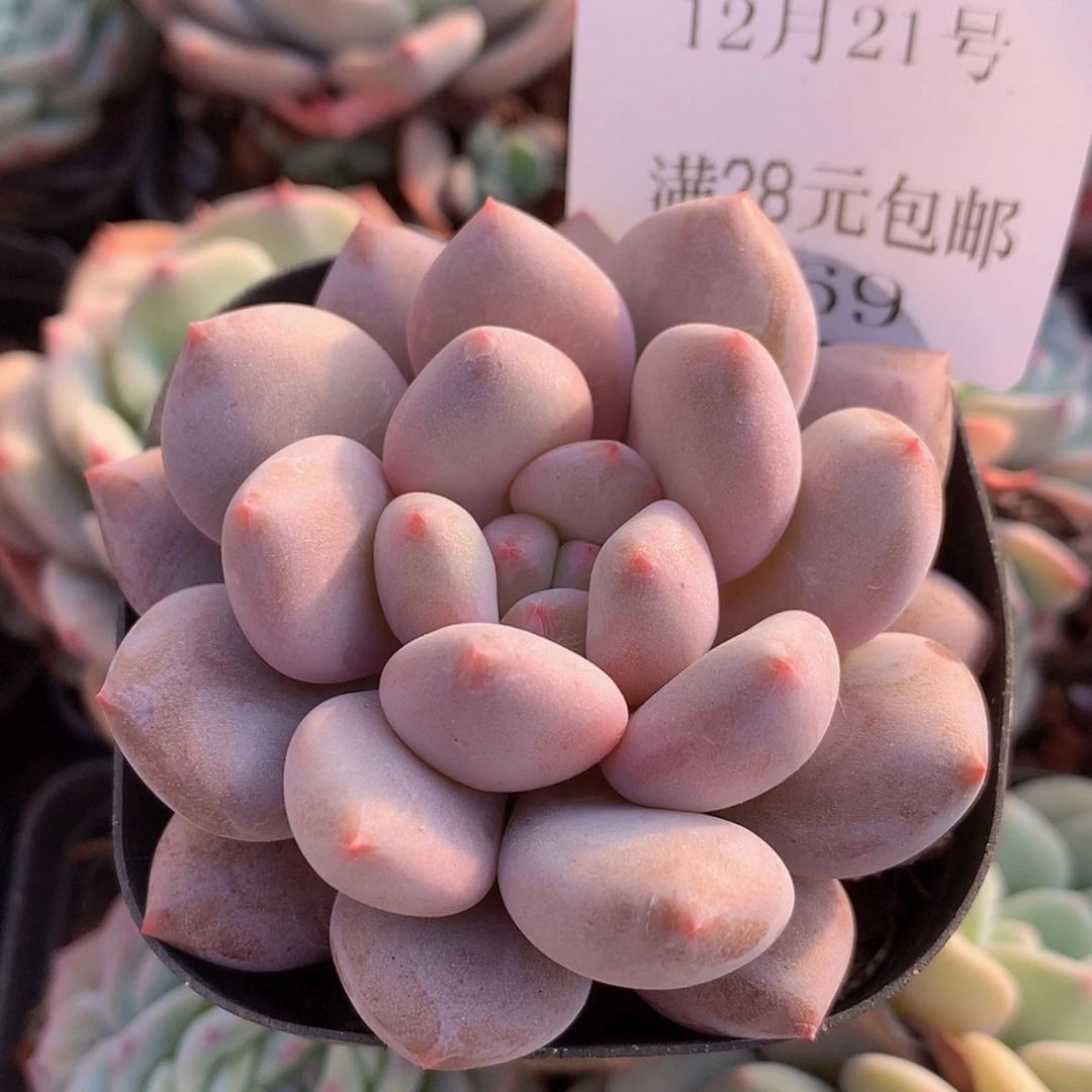 【闪购商品】云569号